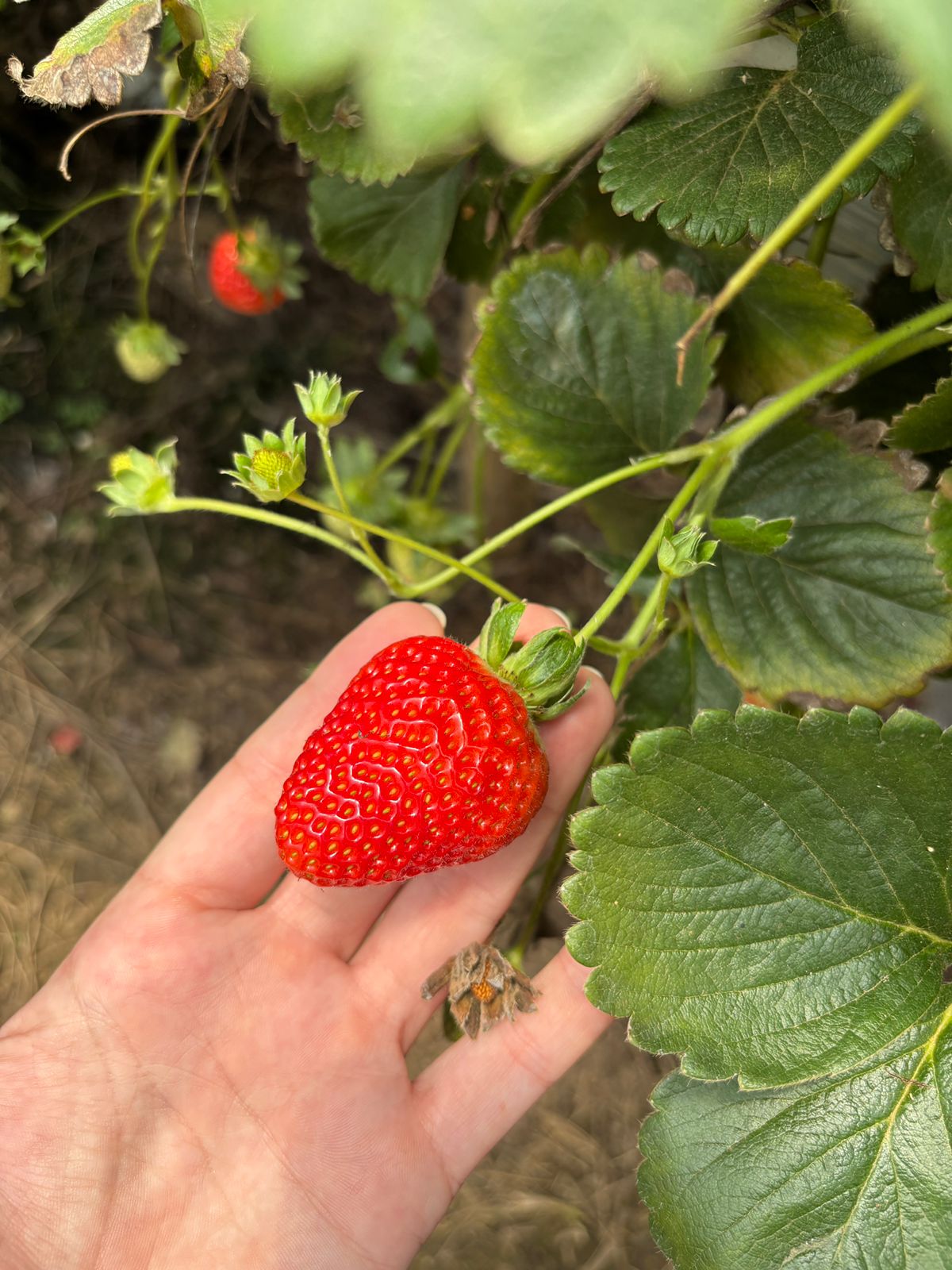 Tecnologia UaiFruits